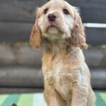 Lalli-female-English-Cocker-Spaniel-puppy-for-sale-1