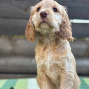 Lalli English Cocker Spaniel