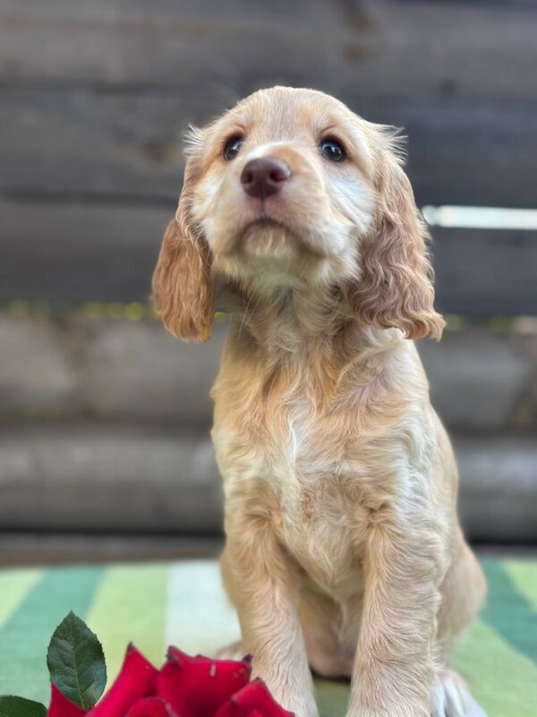 Lalli English Cocker Spaniel