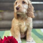 Lalli-female-English-Cocker-Spaniel-puppy-for-sale-2