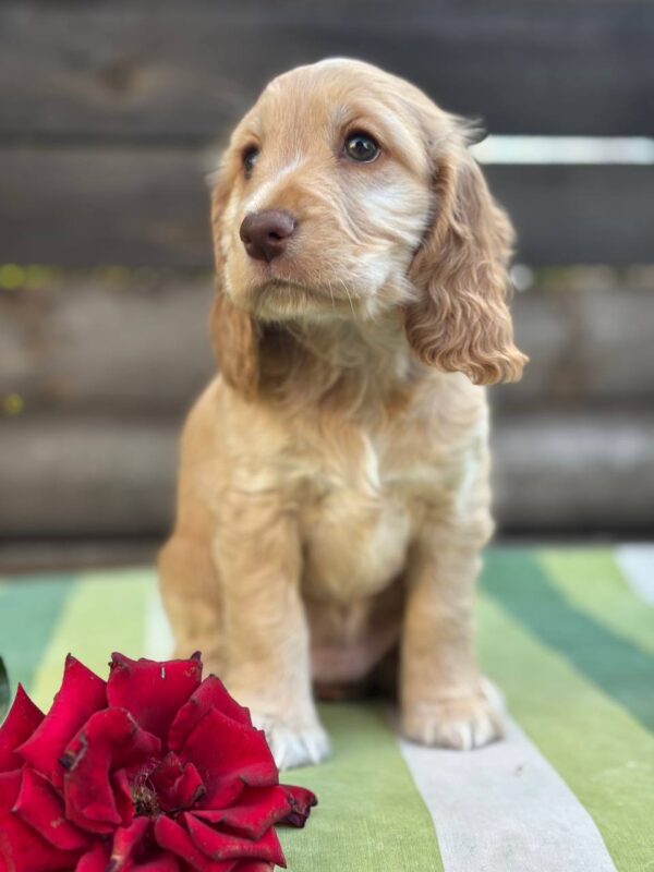 Lalli English Cocker Spaniel