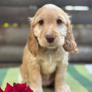 Lalli English Cocker Spaniel