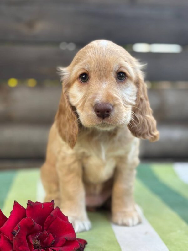 Lalli English Cocker Spaniel