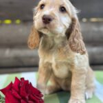 Lalli-female-English-Cocker-Spaniel-puppy-for-sale-4