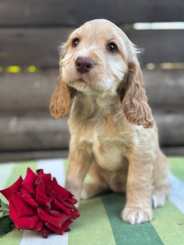 Lalli English Cocker Spaniel