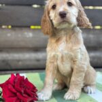 Lalli-female-English-Cocker-Spaniel-puppy-for-sale-5