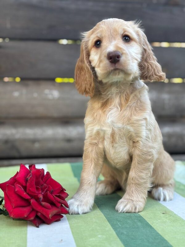 Lalli English Cocker Spaniel