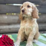 Lalli-female-English-Cocker-Spaniel-puppy-for-sale-6