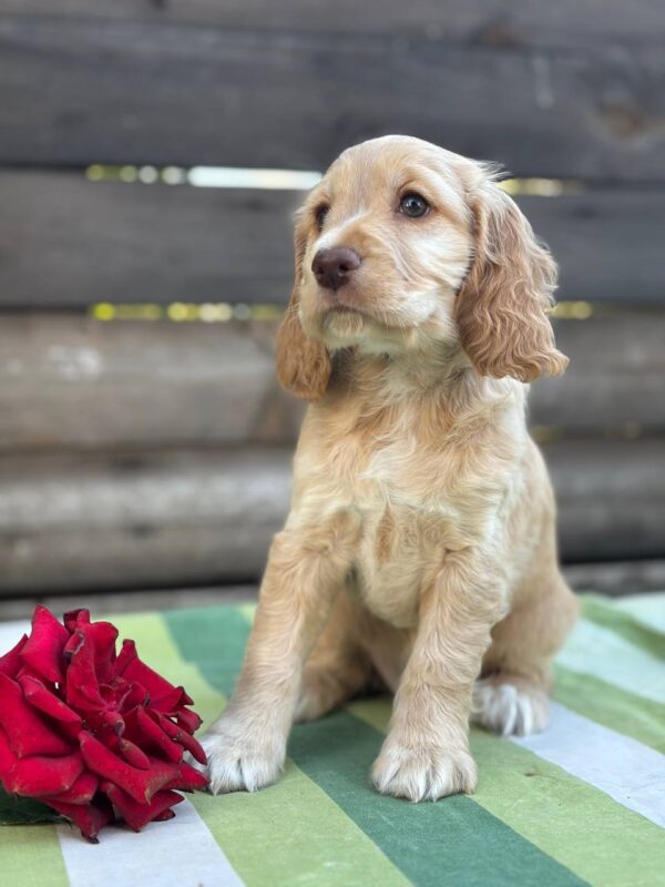 Lalli English Cocker Spaniel