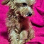 Lamma-female-Maltipoo-puppy-for-sale-1