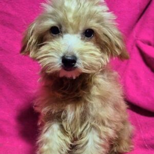 Lamma Maltipoo
