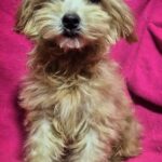Lamma-female-Maltipoo-puppy-for-sale-3