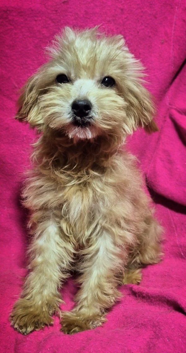 Lamma Maltipoo