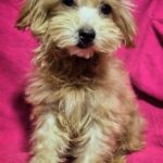 Lamma-female-Maltipoo-puppy-for-sale-4