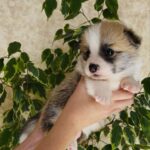 Lana-female-Corgi-puppy-for-sale-1