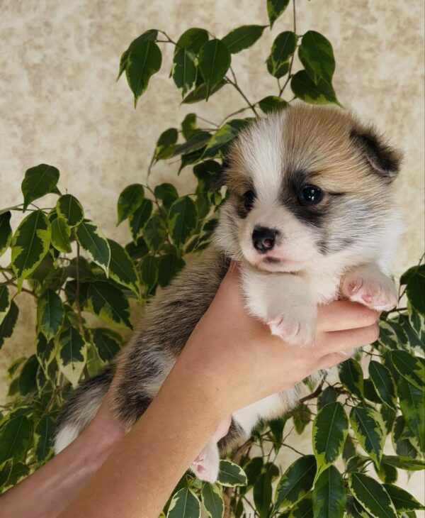 Lana Welsh Corgi