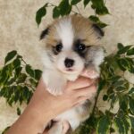 Lana-female-Corgi-puppy-for-sale-2