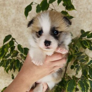 Lana Welsh Corgi
