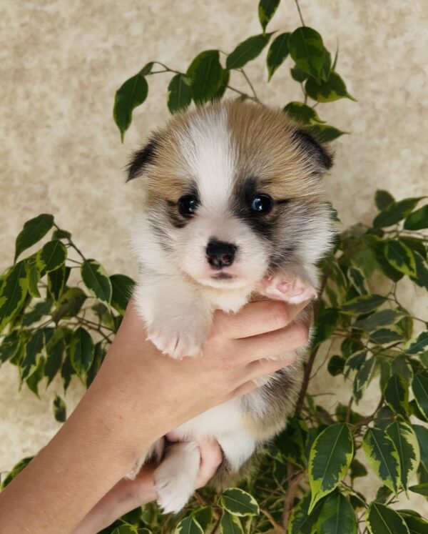 Lana Welsh Corgi