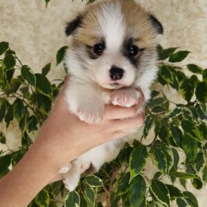 Lana Welsh Corgi