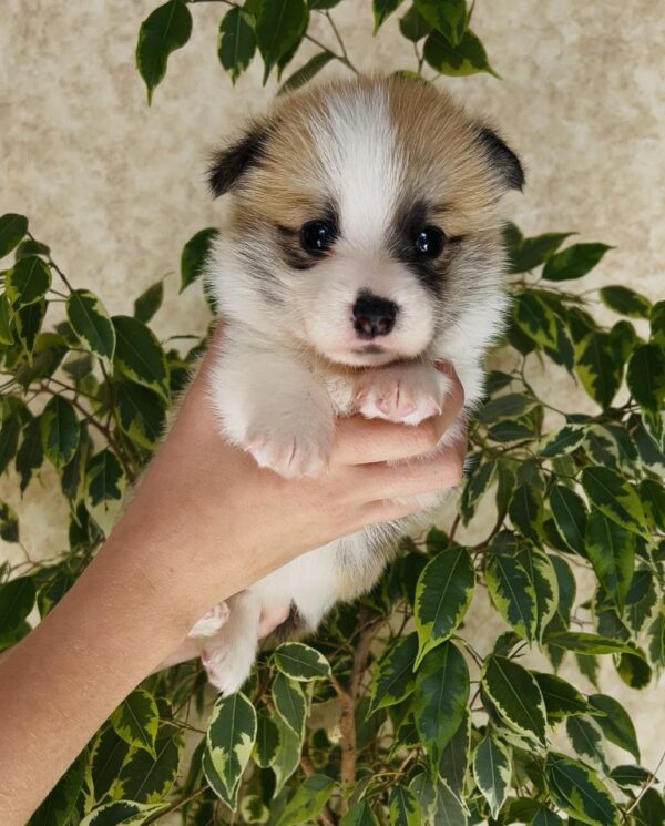 Lana Welsh Corgi