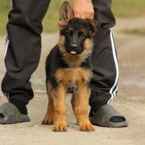 Lapus German Shepherd