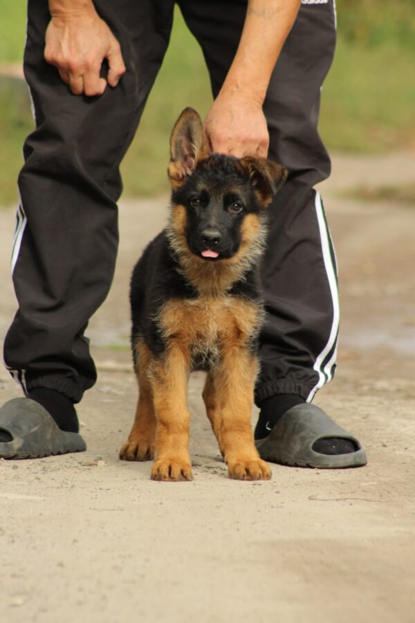 Lapus German Shepherd