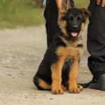 Lapus-male-German-shepherd-puppy-for-sale-1 (2)