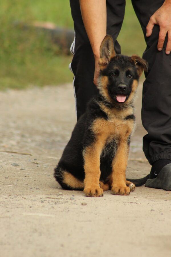 Lapus German Shepherd