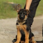 Lapus-male-German-shepherd-puppy-for-sale-1 (3)