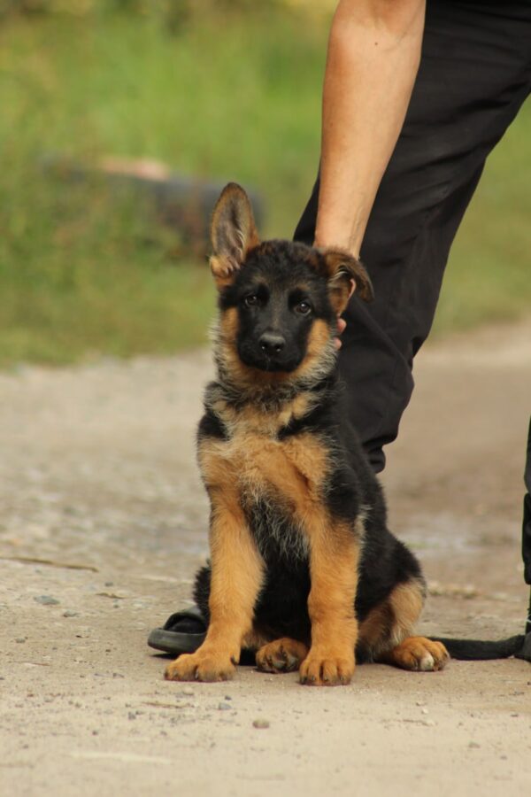 Lapus German Shepherd