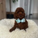 Larry-male-toy-poodle-puppy-for-sale- (1)