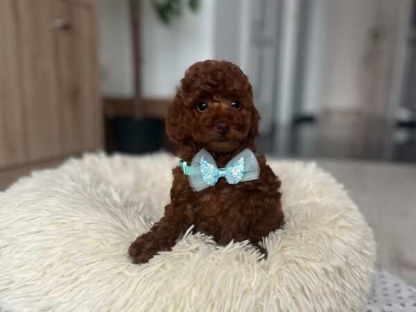 Larry Toy Poodle