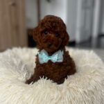 Rico Toy Poodle