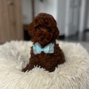 Larry Toy Poodle