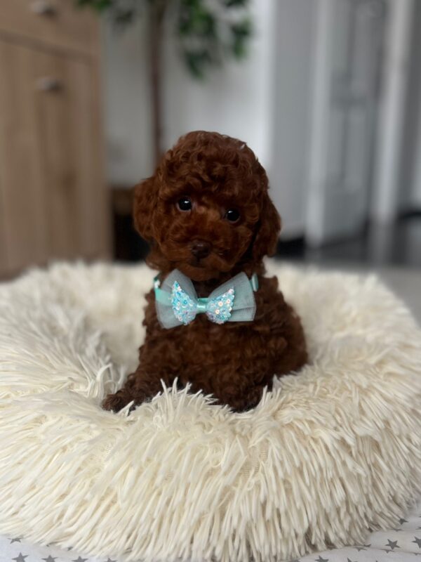 Larry Toy Poodle
