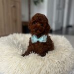 Larry-male-toy-poodle-puppy-for-sale- (3)