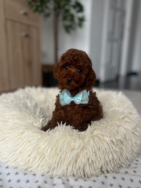 Larry Toy Poodle
