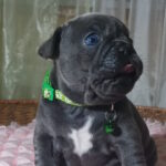 Larsen-male-french-bulldog-puppy-for-sale-1 (1)