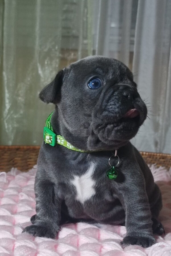 Larsen French Bulldog