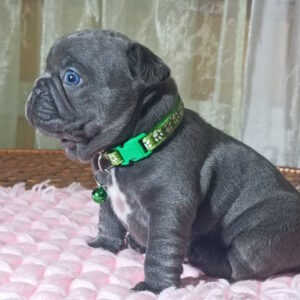 Larsen French Bulldog