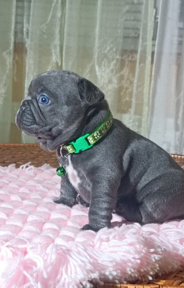 Larsen French Bulldog