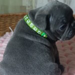 Larsen-male-french-bulldog-puppy-for-sale-1 (3)
