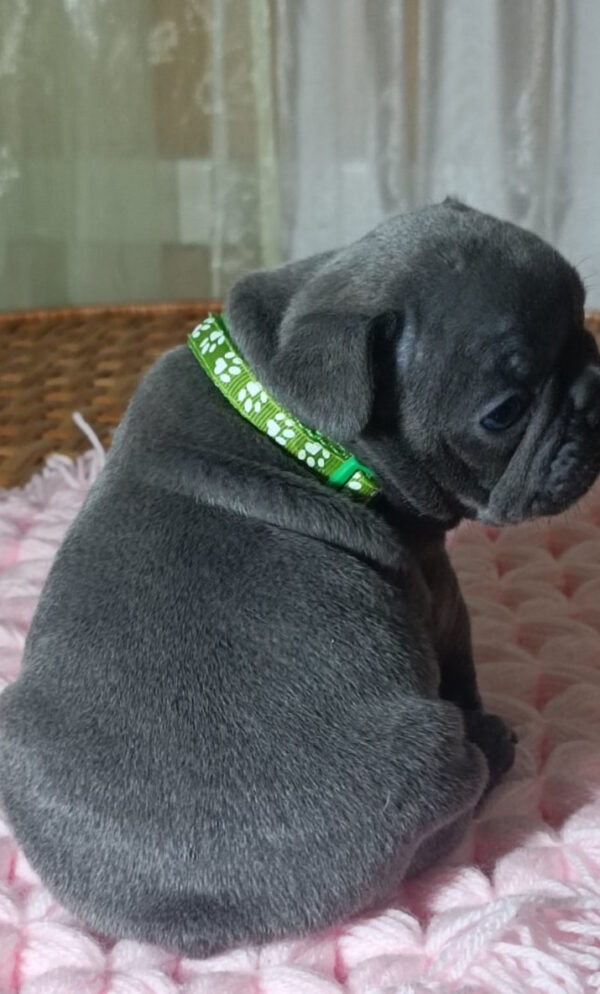 Larsen French Bulldog
