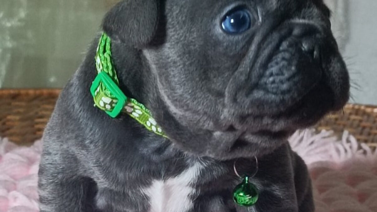 French Bulldog Dogs and Puppies for sale