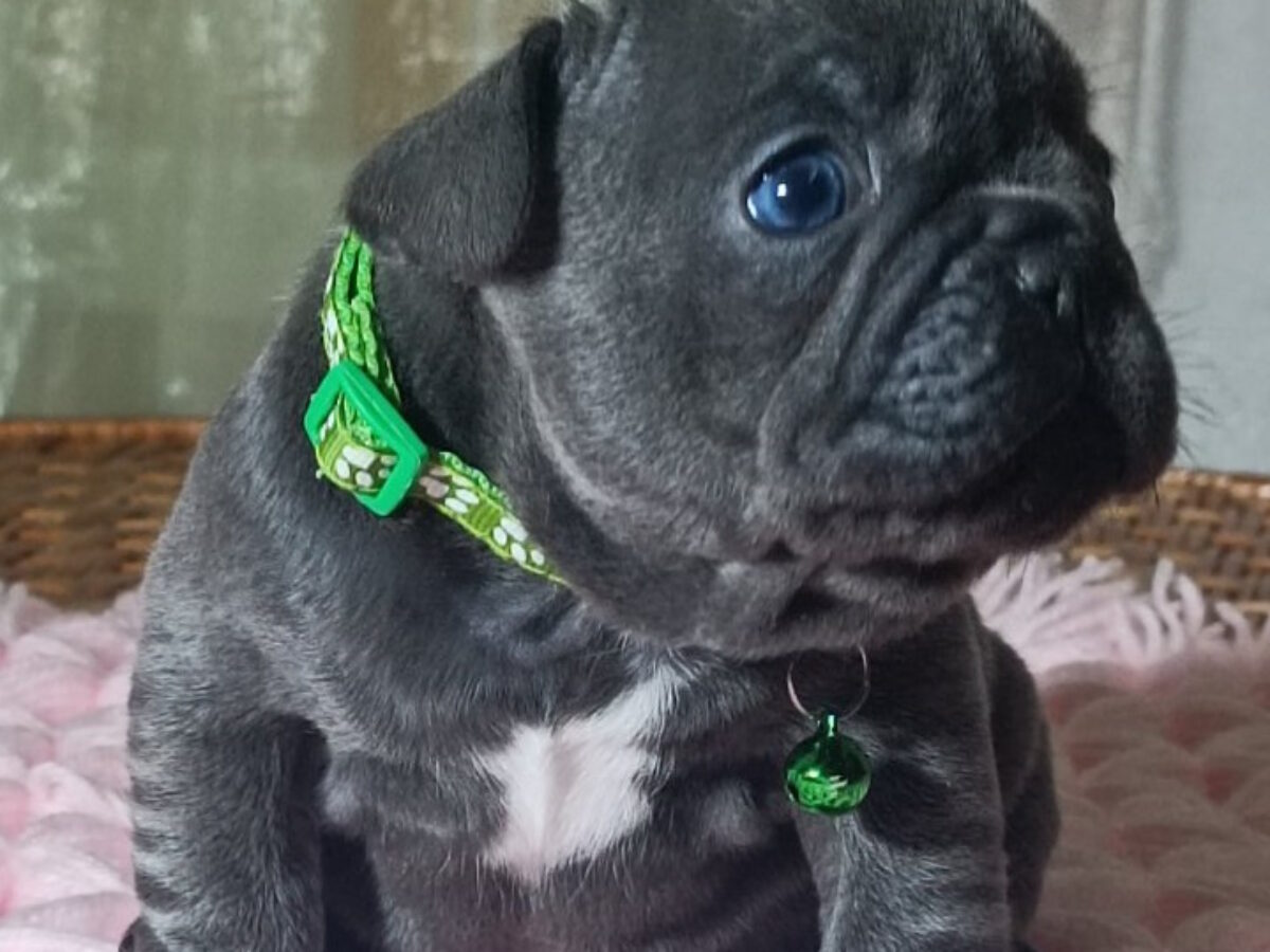 French Bulldog Dogs and Puppies for sale