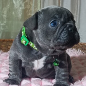 Larsen French Bulldog