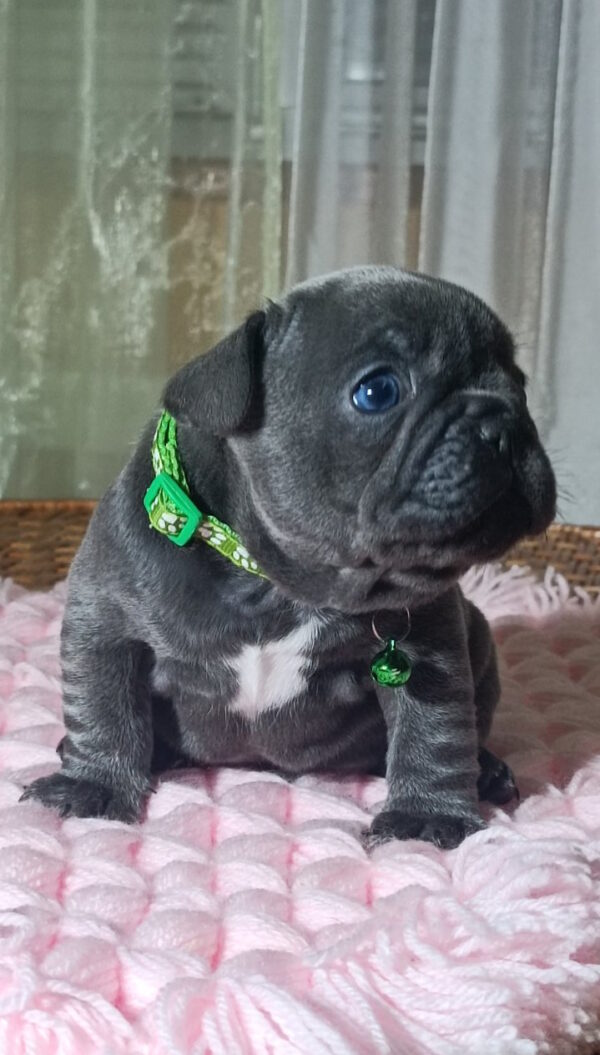 Larsen French Bulldog
