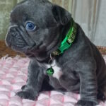 Larsen-male-french-bulldog-puppy-for-sale-1 (5)