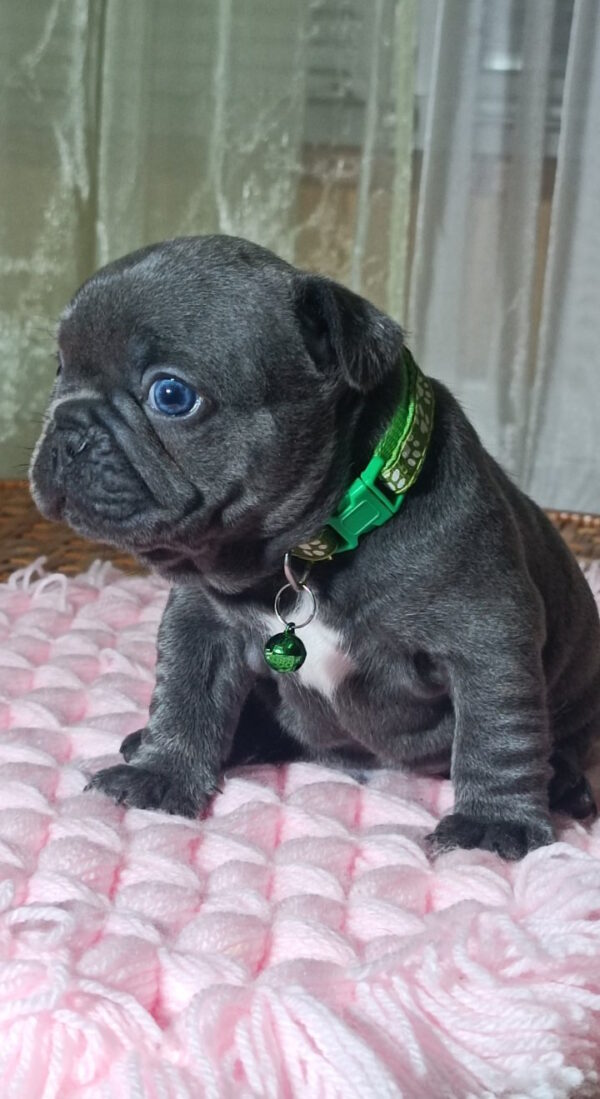 Larsen French Bulldog